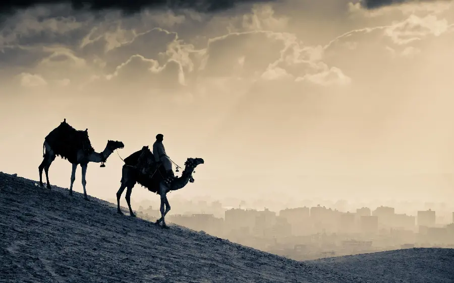 عکس و تصویر زمینه شتر در غروب آفتاب