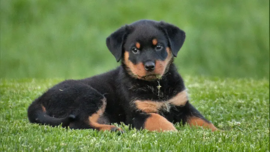 عکس سگ مهربان از نژاد rottweiler روتوایلر با کیفیت عالی