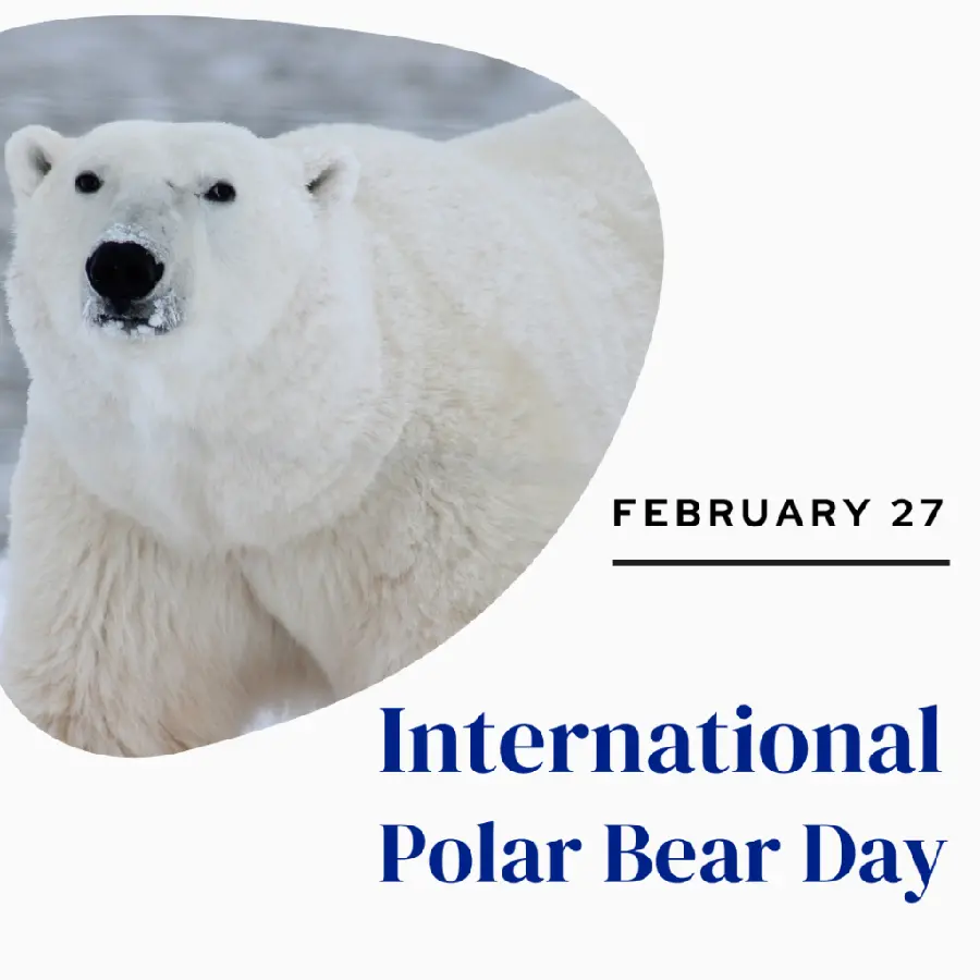 عکس نوشته national Polar Bear Day برای استوری اینستاگرام