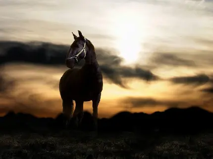 عکس زیبای اسب در غروب برای تصویر زمینه
