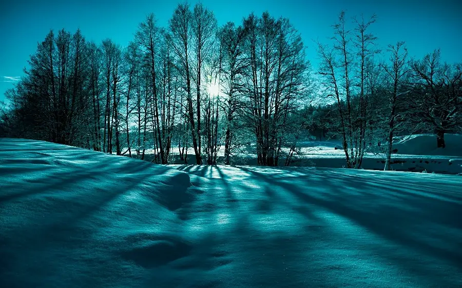 عکس درخت برفی در فصل زمستان tree in winter با کیفیت اچ دی