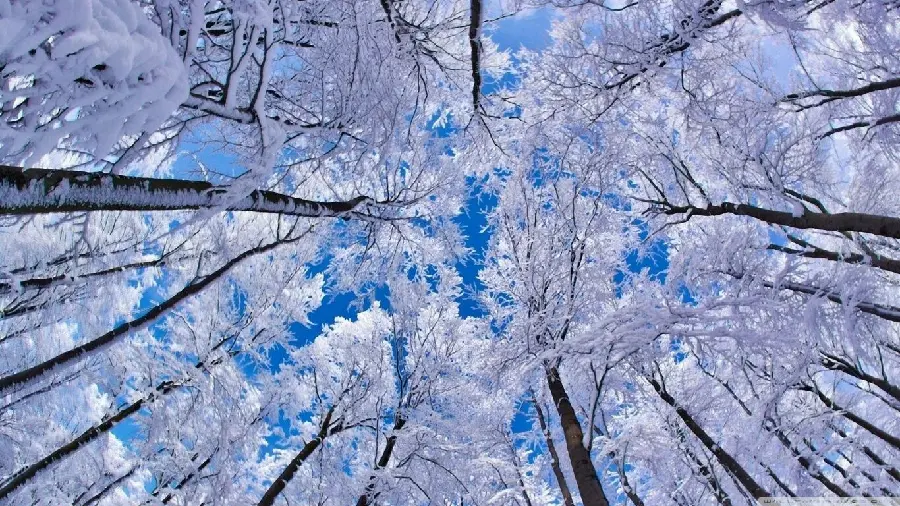 عکس بسیار زیبا و دیدنی از طبیعت زمستان برای تم موبایل از نمایی متفاوت و هنرمندانه 