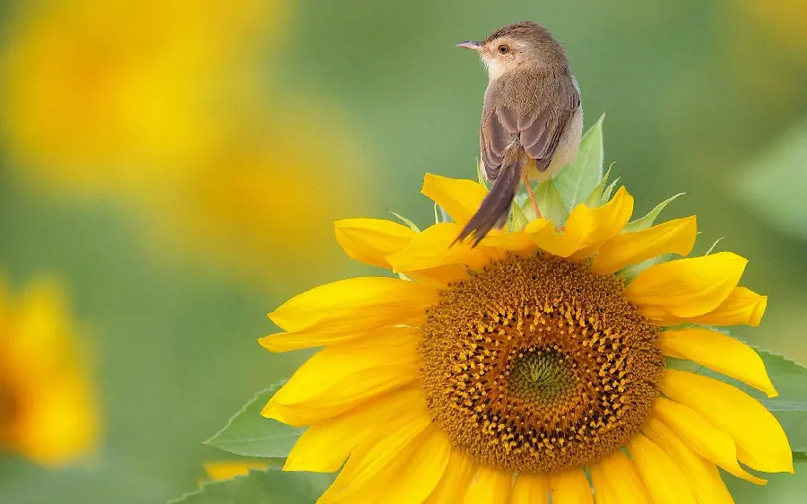 تصویر گل آفتابگردان با گنجشک زیبای برای نقاشی بر روی کاغذ