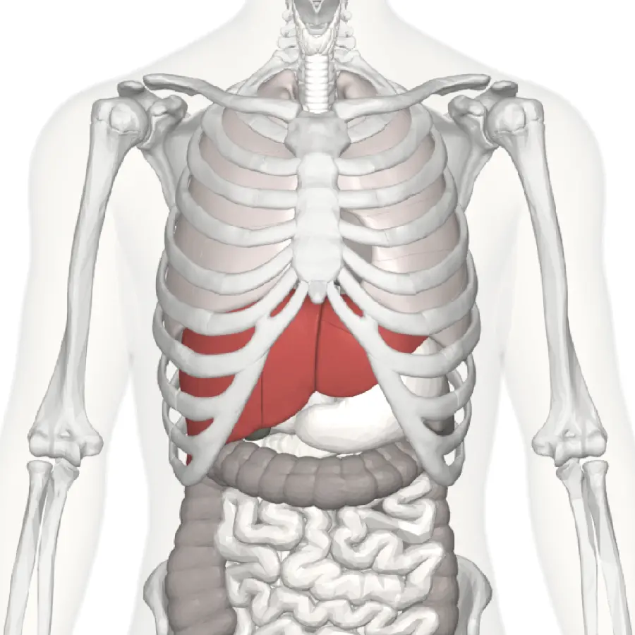 عکس کبد در بدن انسان کجاست