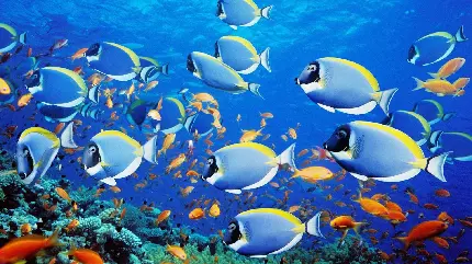 عکس full HD ماهی های اقیانوس هم رنگ دریا