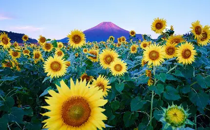 والپیپر گل آفتابگردان مناسب دسکتاپ ، تصویر زمینه و بک گراند تبلت