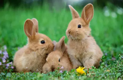عکس خوشگل از خرگوش مخملی و ناز برای افراد جذاب با کیفیت عالی