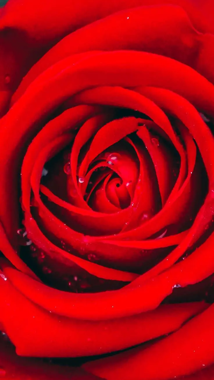 نمای نزدیک و خواستنی از گل رز قرمز رنگ تماشایی برای پروفایل