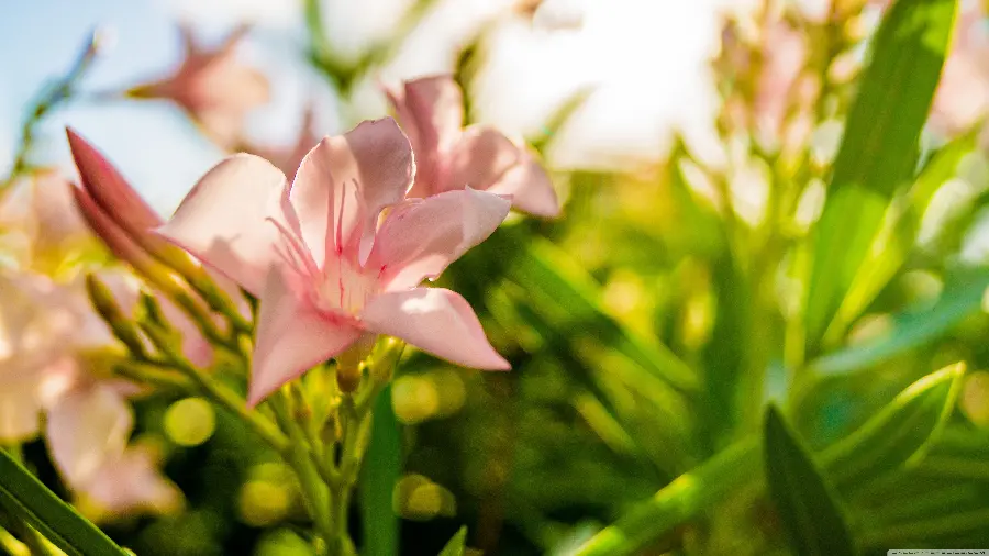 والپیپر کم‌ نظیر از گل صورتی معروف برای ویندوز 