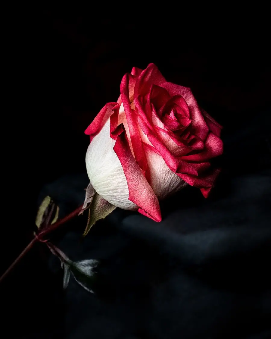 والپیپر رویایی از گل رز قرمز رنگ با تم خاص و کیفیت بالا