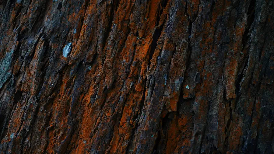 تنه چوبی درخت در یک قاب دلنشین HD برای زمینه