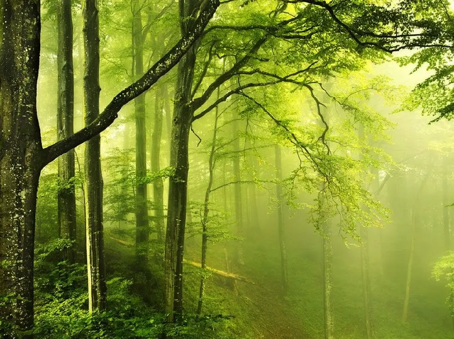 عکس جنگل جالب و زیبا با درختان سبز با کیفیت شگفت انگیز 