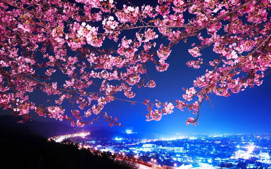 دانلود عکس جدید بام شهر در شب بهاری با شکوفه های صورتی