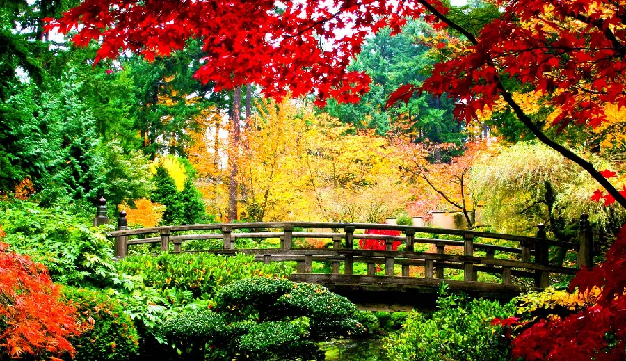 عکس درختان رنگی در طبیعت ژاپن