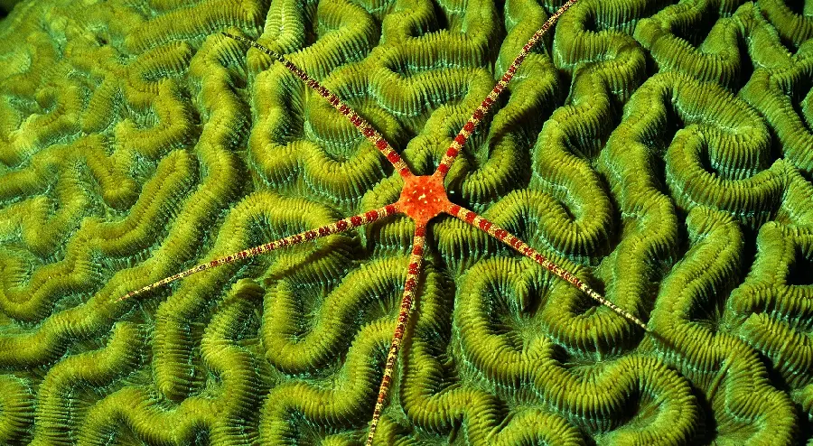 خاص ترین Wallpaper کامپیوتر با سوژه چشم گیر ستاره دریایی