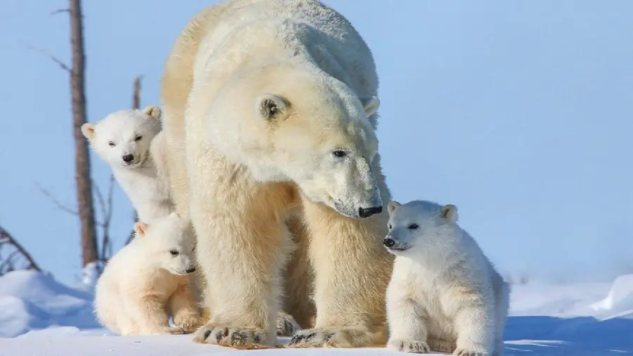 پردانلود ترین پروفایل خرس قطبی مادر در کنار فرزندانش
