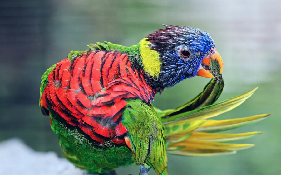 جدیدترین و زیباترین عکس پرنده طوطی رنگارنگ