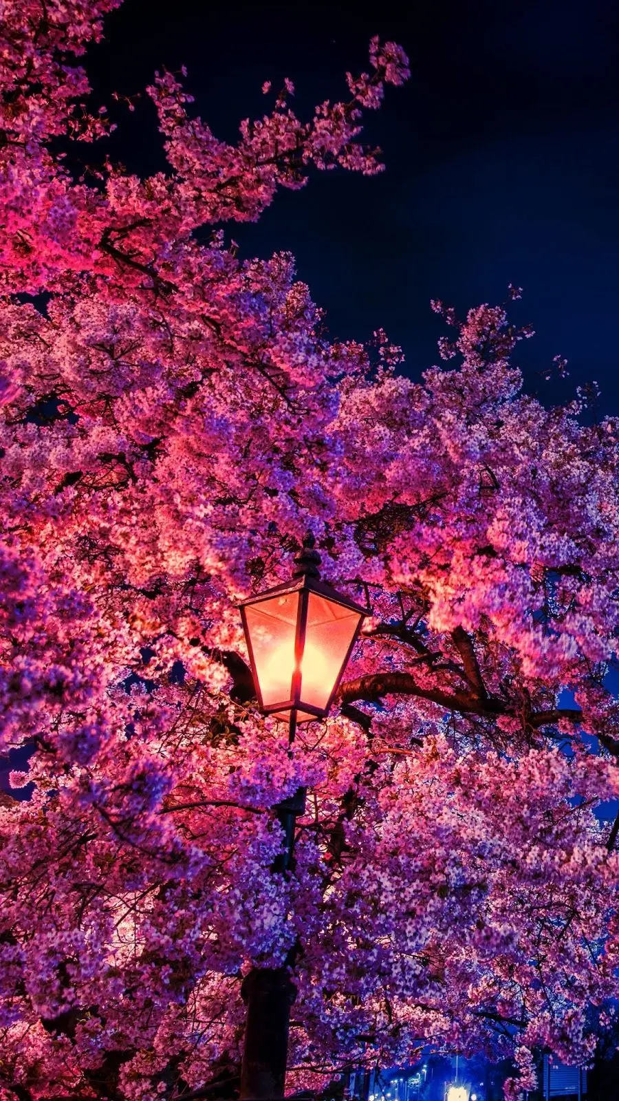 والپیپر خوشگل شکوفه های بهاری و چراغ خیابان در شب 1402
