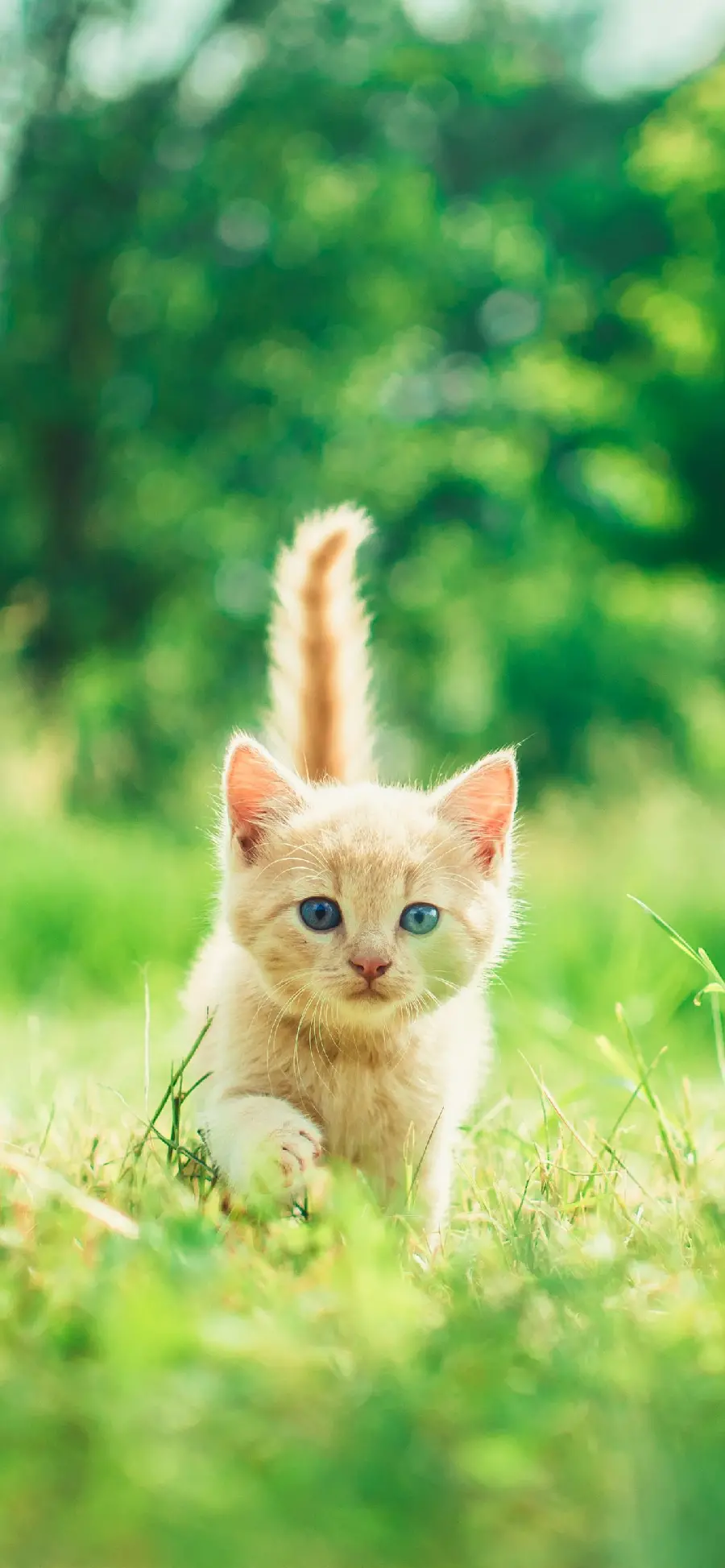 والپیپر بچه گربه قشنگ با دم زییا در یک نمای هنری با کیفیت
