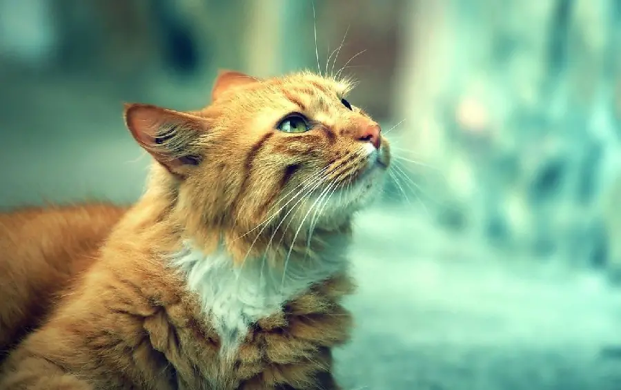 زمینه گوشی با طرح گربه باهوش برای Samsung