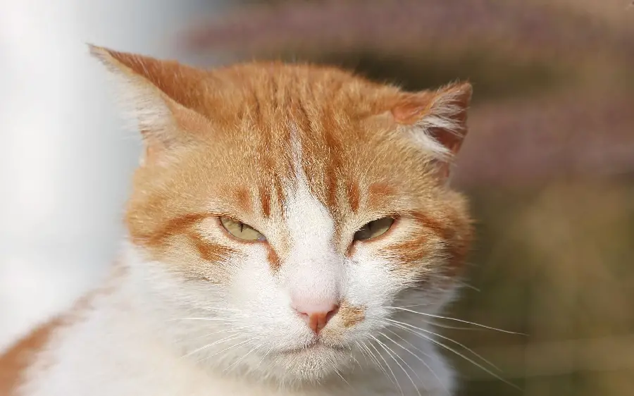 تصویر بامزه از گربه سفید نارنجی با چشمان قشنگ 