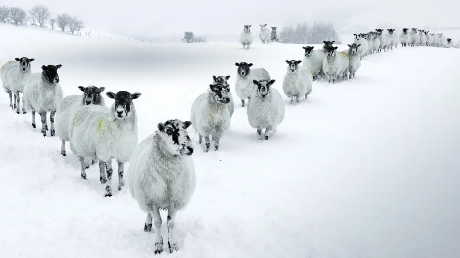 عکس با کیفیت گله گوسفند در فصل زمستان با کیفیت 4k