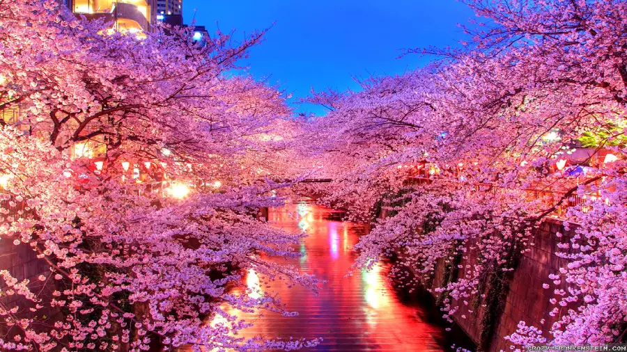 عکس شکوفه های گیلاس طبیعت کشور ژاپن