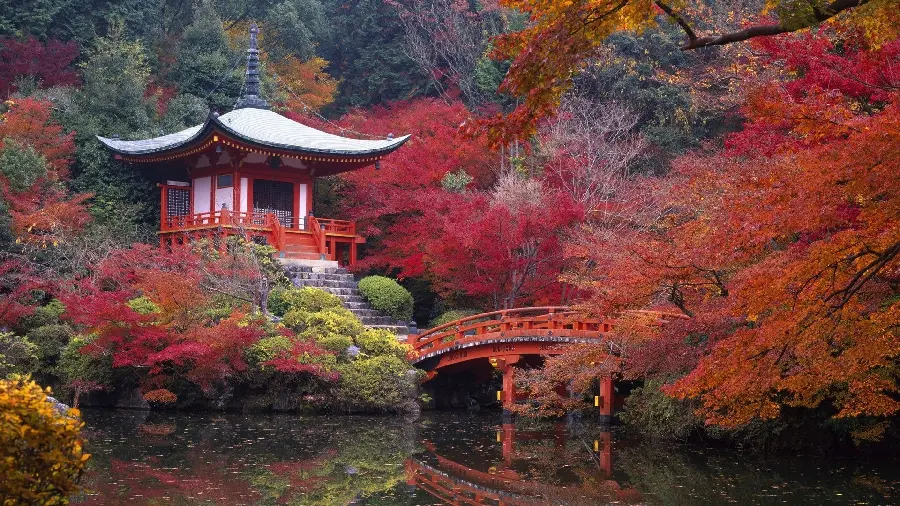 عکس درختان پاییزی از طبیعت ژاپن