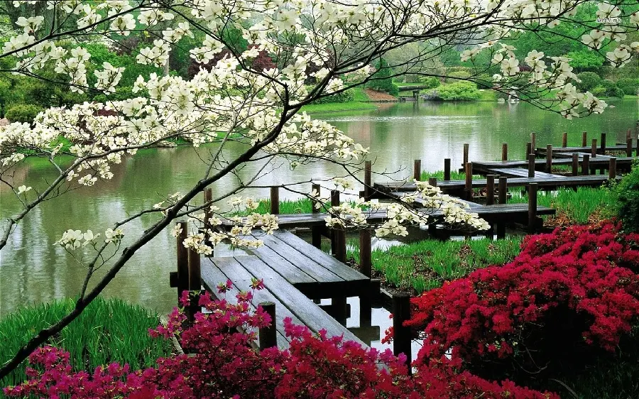 عکسه دریاچه و اسکله در طبیعت ژاپن