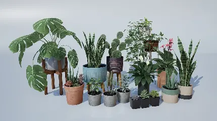 عکس انواع گیاه آپارتمانی