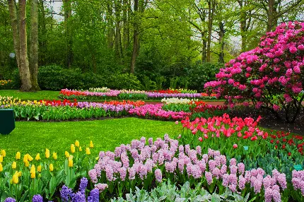 بک گراند hd گل های بهاری خوشرنگ در پارک برای کامپیوتر