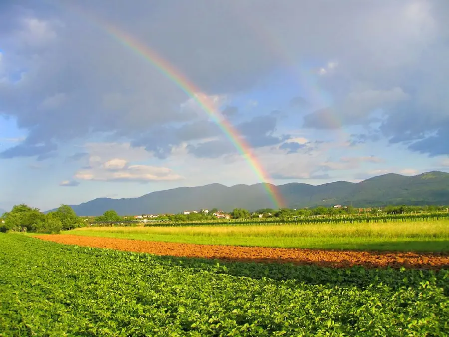 عکس و کاغذ دیواری زیبای کشتزار سرسبز در کنار رنگین کمان