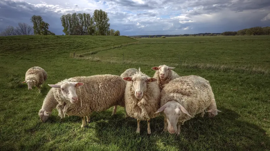دانلود عکس بسیار زیبا از گوسفندان در دل طبیعت 