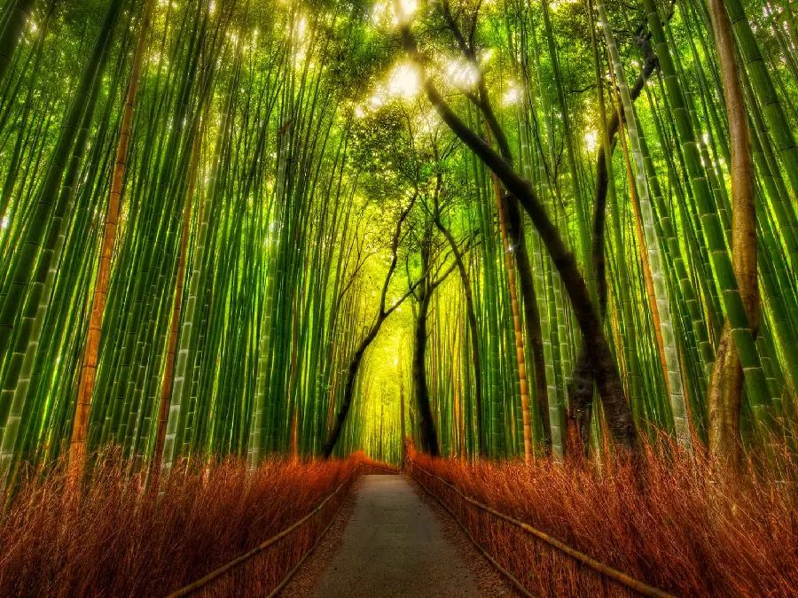 والپیپر رویایی ترین و آرامش بخش ترین مکان در دنیا میان درخت های بامبو