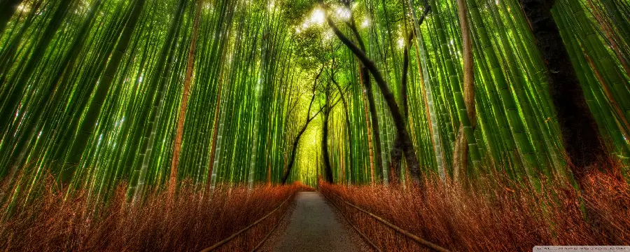 خاص ترین تصویر ساده از جنگل های بامبو در چین با کیفیت بالا 