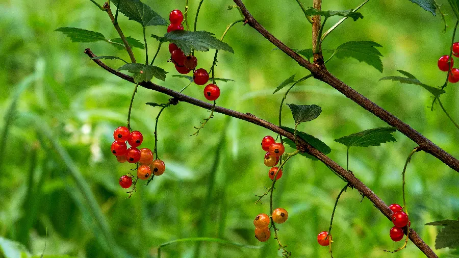 نقشی دیدنی بک گراند از طبیعت و شاخه میوه گیلاس وحشی