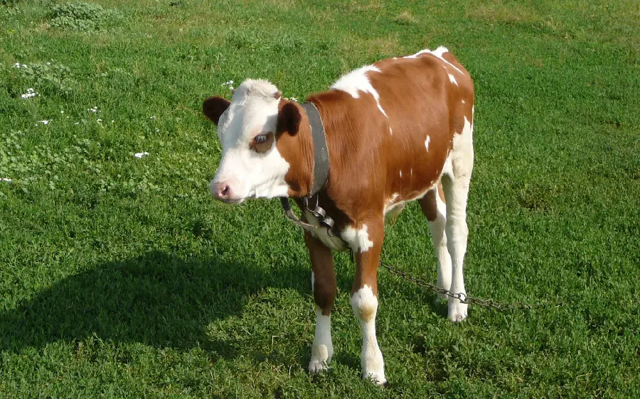 دانلود تصویر استوک گاو در مزرعه Agricultural collage with cows