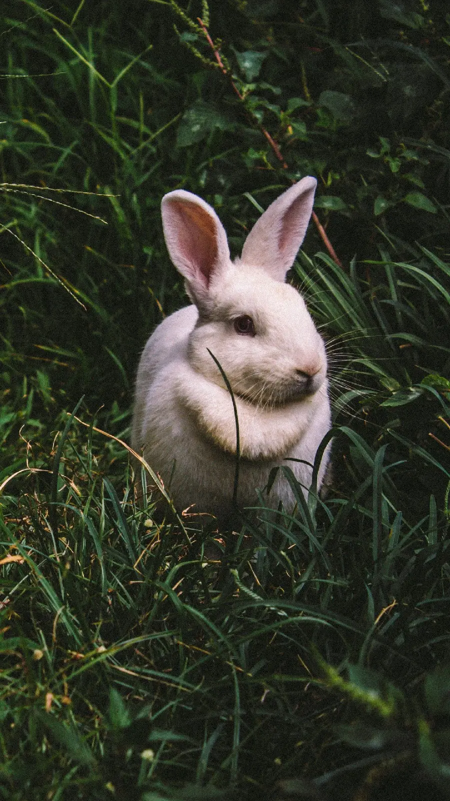 تصویر زمینه خرگوش وحشی rabbit white برای دانلود با کیفیت بالا 