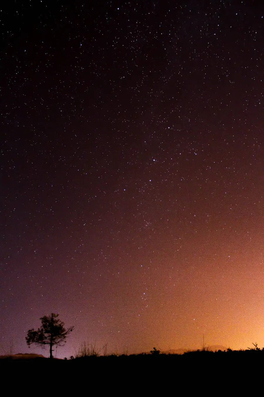  عکس درخت تنها در شب با ستاره‌های زیاد مخصوص تصویر زمینه 