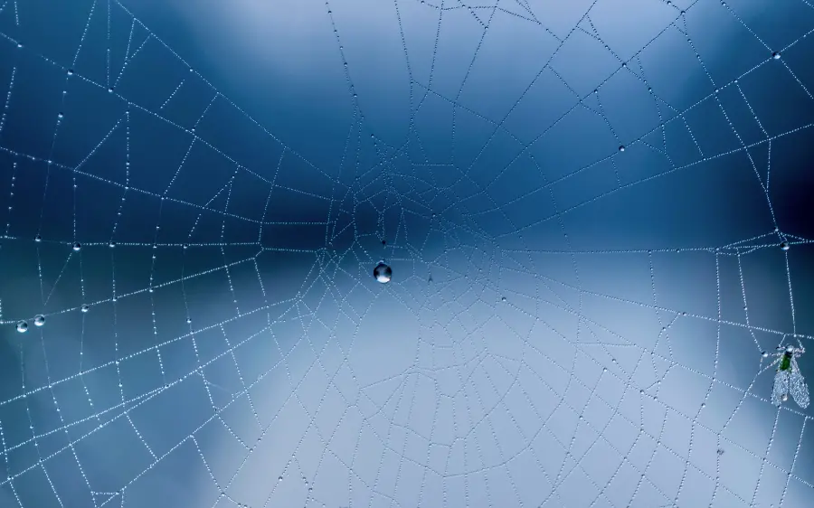 والپیپر فوق العاده قشنگ از تار عنکبوت باران با کیفیت بالا 