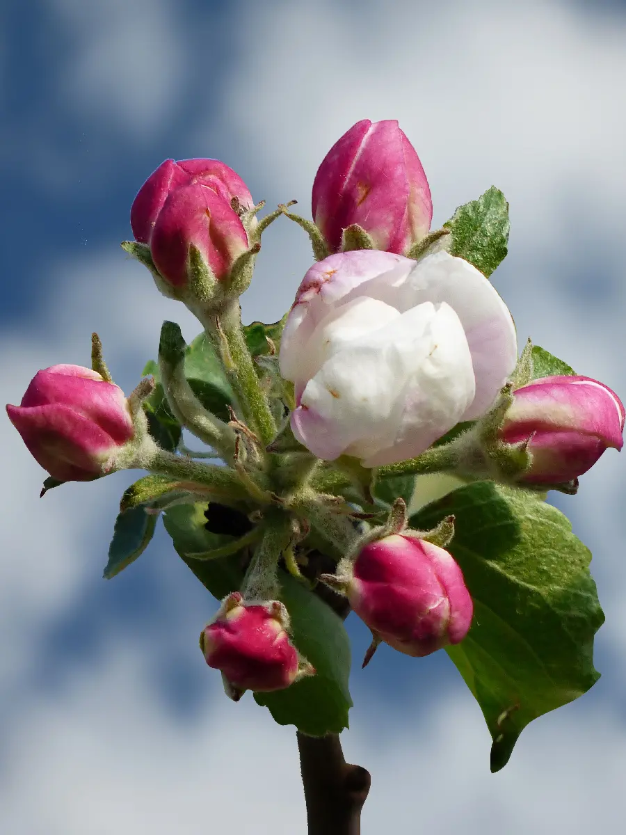 منظره ای دیدنی از غنچه های نشکفته سرخابی و تک شکوفه میان آنان