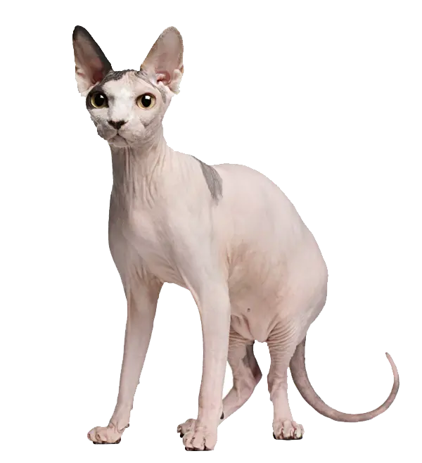 تصویر png پی ان جی گربه خوشگل اسفینکس Sphynx cat بدون مو