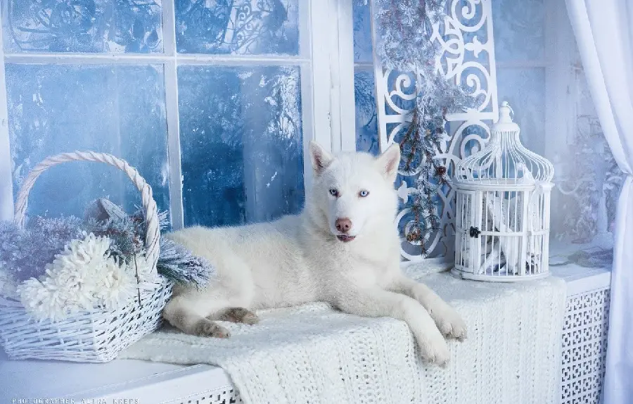  عکس قشنگ از سگ هاسکی سفید زیبا در کنار پنجره با کیفیت عالی 