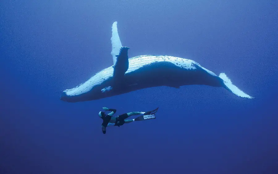  والپیپر شگفت انگیز از نهنگ بزرگ با کیفیت فوق العاده عالی 