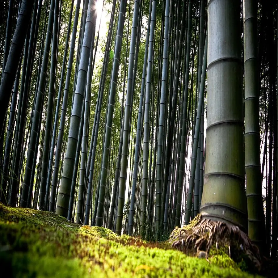 دانلود تصویر زمینه با کیفیت و نزدیک از تنه درخت بامبو علف غول پیکر 