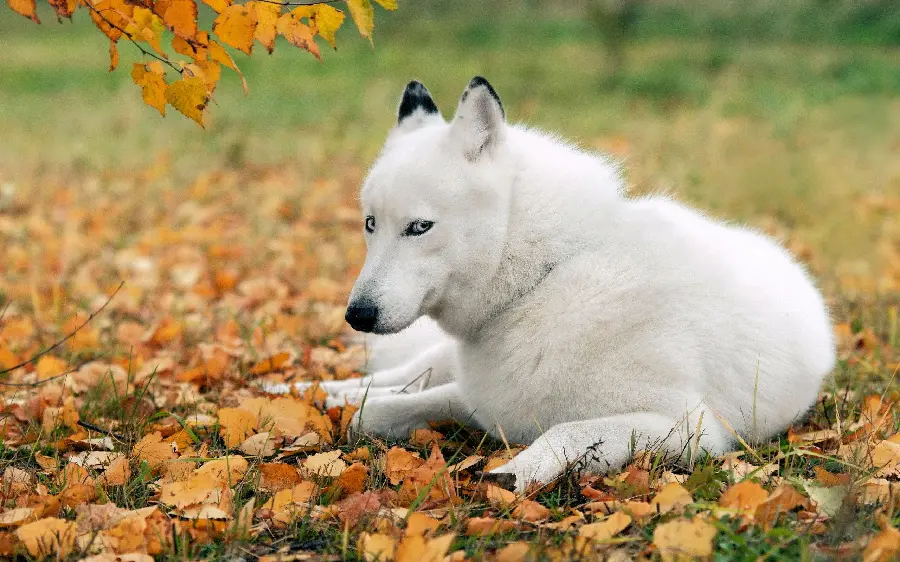 عکس جالب از سگ هاسکی سفید روی برگ های پاییزی زیبا 