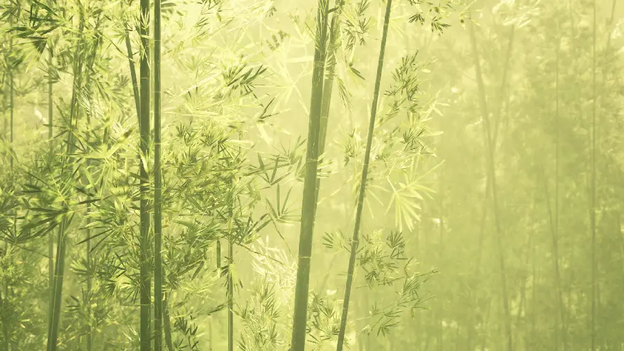 تصویر جدید از درختان بامبو زیتونی رنگ بسیار زیبا 