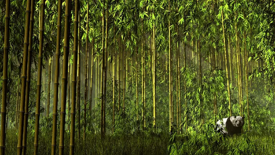 دانلود عکس پاندای کیوت و تپل در جنگل درختان بامبو در چین 
