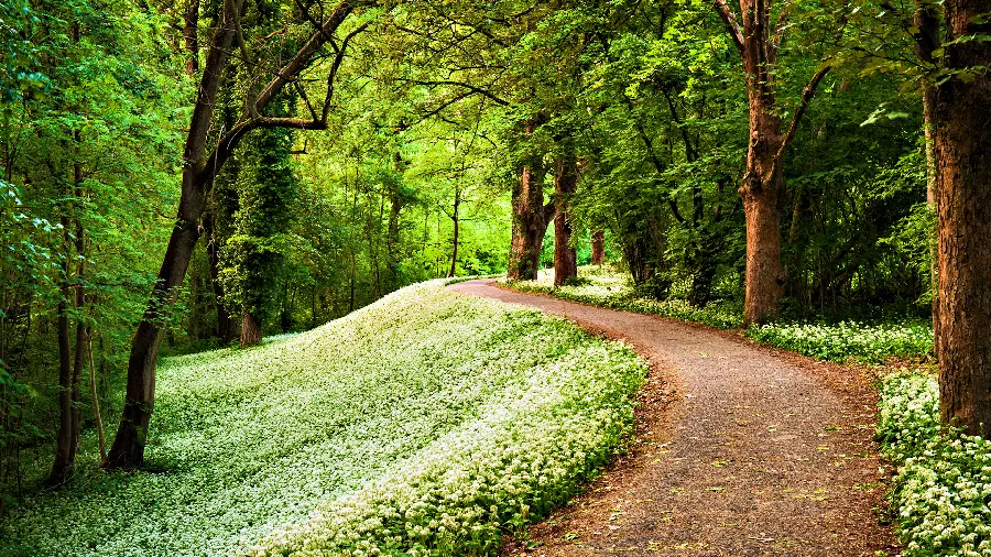 والپیپر و تصویر از جاده ای باریک میان طبیعت دوست داشتنی 