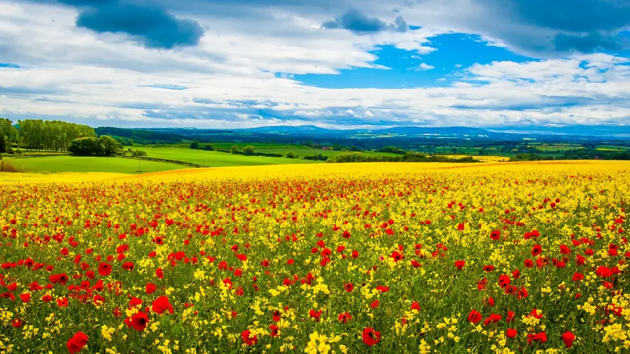 تصویر ارامش بخش از یک مکان جاذبه طبیعی و دشت گل